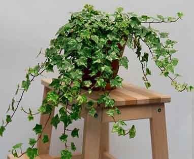 9 Удивительных растений, которые похожи на Мирную Лилию