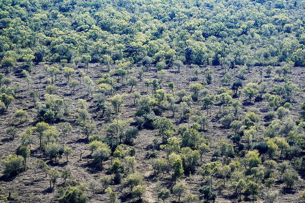 5 экологических проблем в Южной Америке в 2023 году