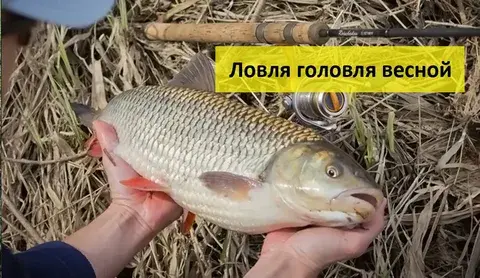 Ловля головля весной.