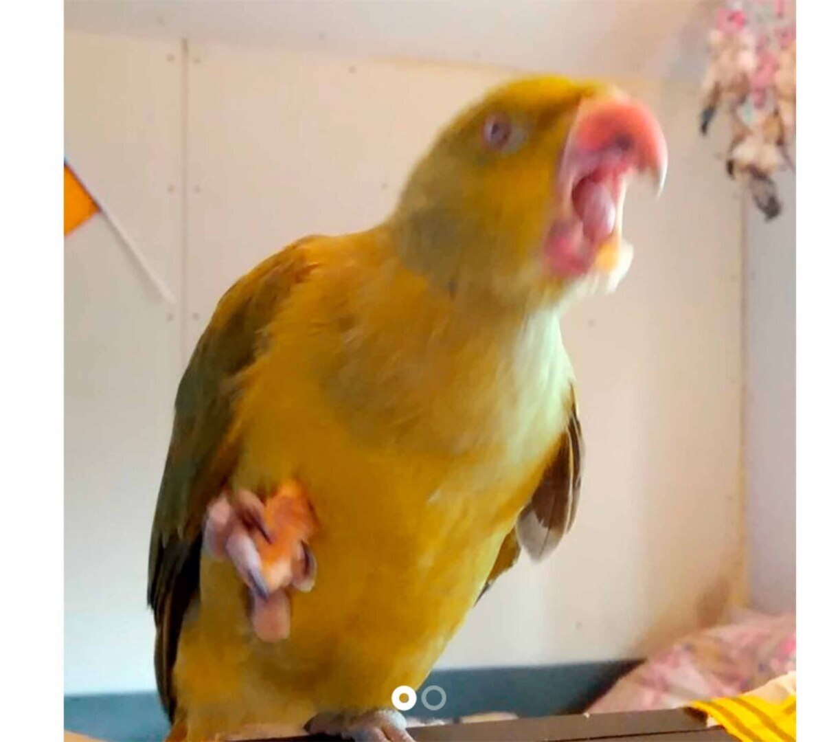 Отдам попугая