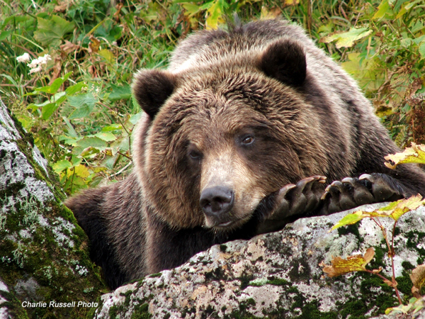 Восемь (8) видов медведей мира