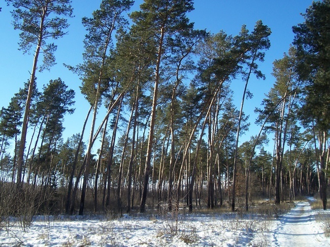 Солнечный день