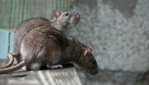 Почему крысы покидают корабль