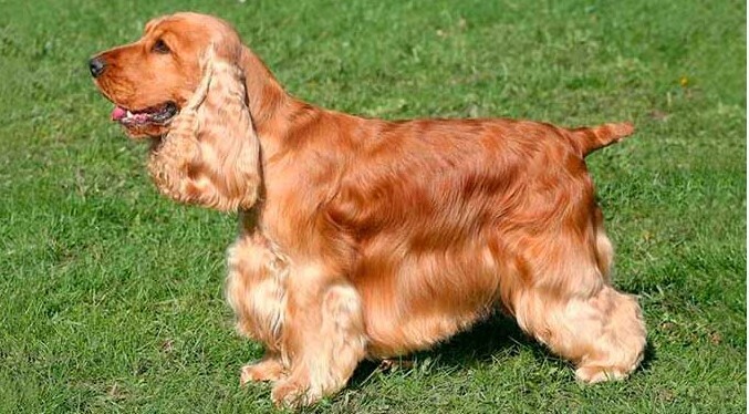 Лучшие породы собак среднего размера в мире