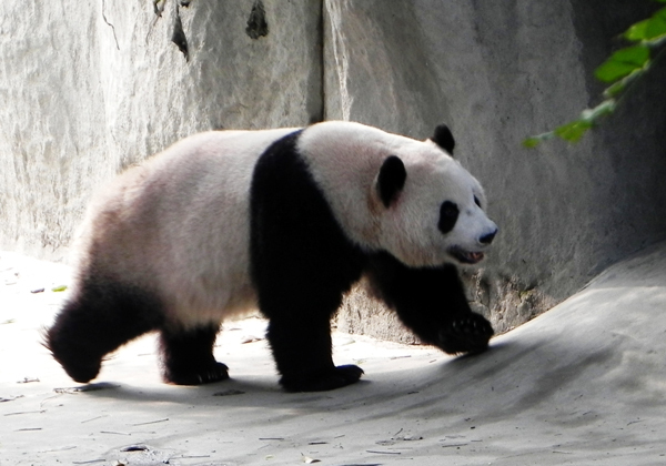 Восемь (8) видов медведей мира