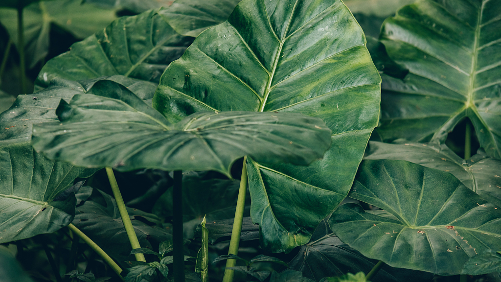 Ядовитый цветок, который в Китае не боятся держать дома на Новый год