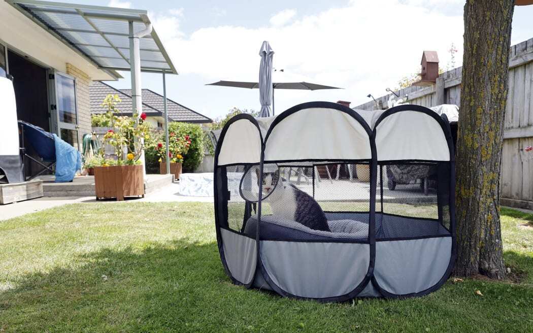 Может ли содержание кошек дома стать нормой Новой Зеландии?