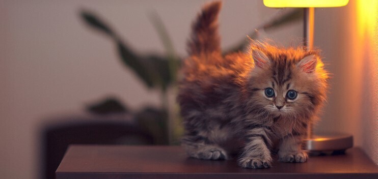 Ваш питомец правит домом?