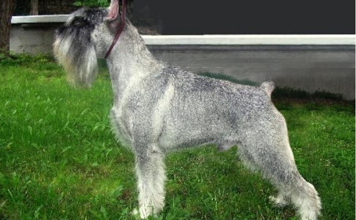 Лучшие породы собак среднего размера в мире