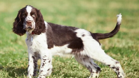 Лучшие породы собак среднего размера в мире