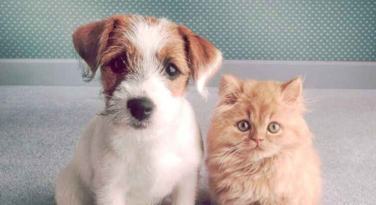 Ваш питомец правит домом?