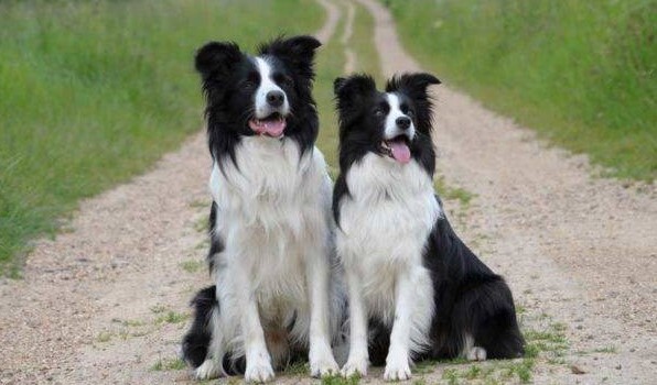 Лучшие породы собак среднего размера в мире