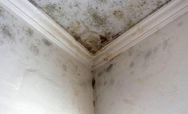 Как и чем убрать навсегда плесень на стенах и на потолке.