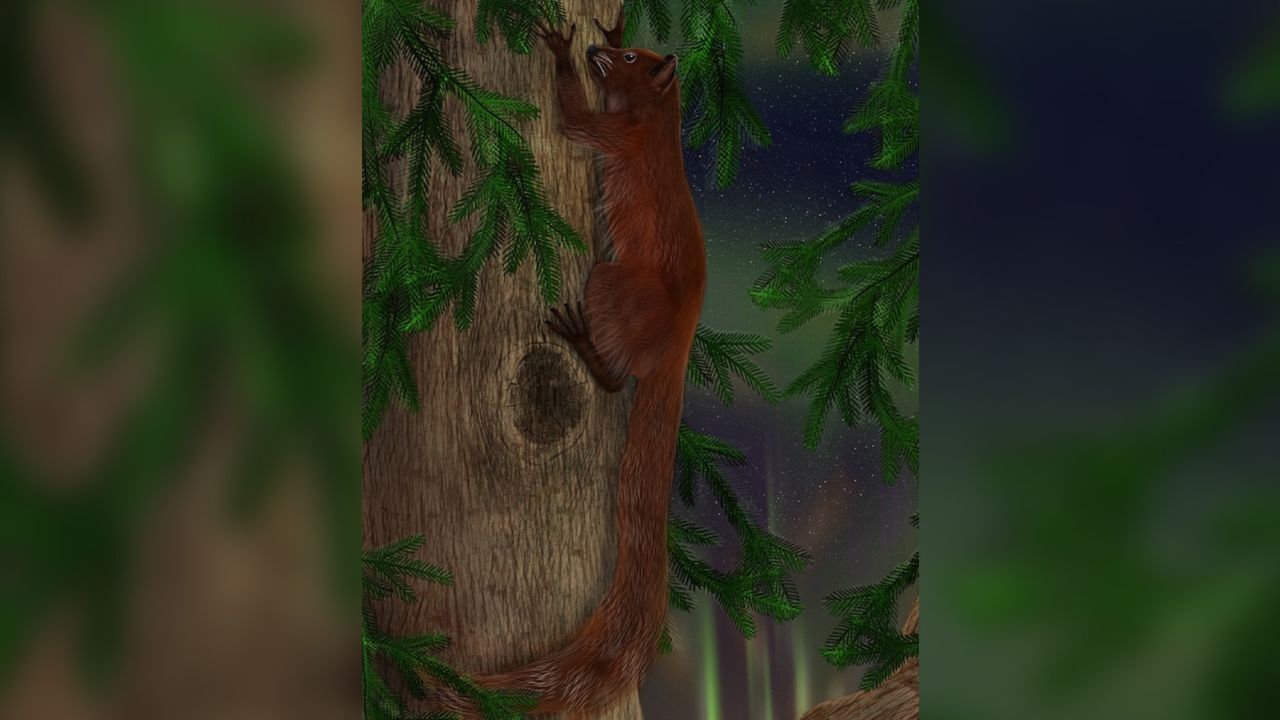 Окаменелости раскрывают таинственных родственников приматов, которые жили в древней Арктике