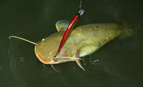 Весенняя ловля сома.