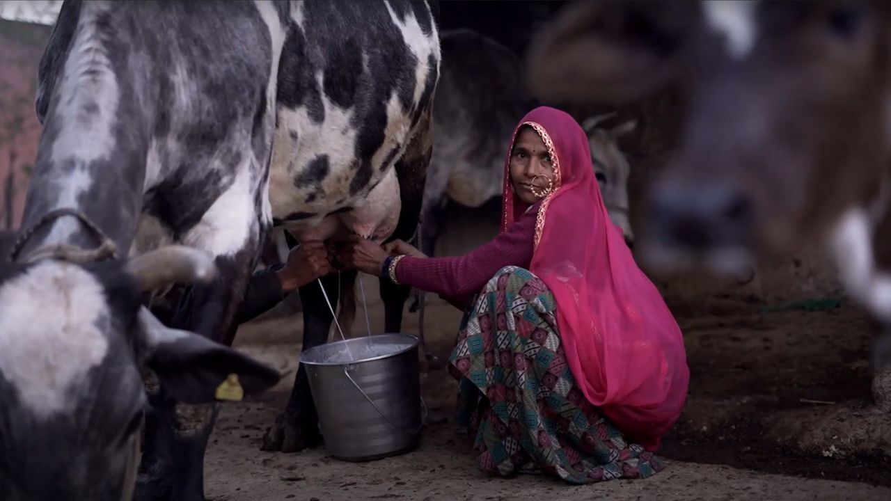 Этот стартап в области молочных технологий создал счетчик шагов для коров