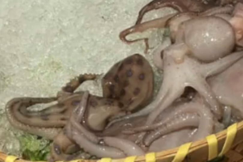 Закусочная подала смертоносного осьминога с достаточным количеством яда, чтобы убить 26 взрослых в китайском ресторане