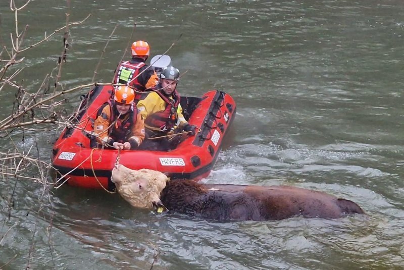 Пожарные спасли застрявшего в реке быка