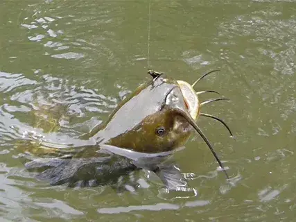 Весенняя ловля сома.