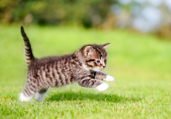 Котенок "Мурзик" - история для детей