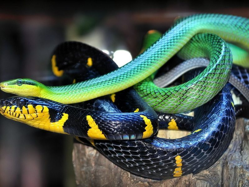 18 экзотических животных, изъятых у трех пассажиров в аэропорту Бангалора