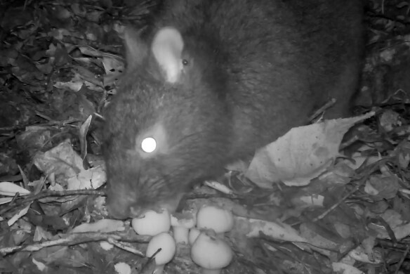 Как редкие островные кролики выполняют приказы растений-паразитов