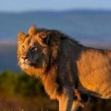 Артём, г. Смоленск