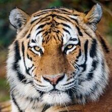 Alejandro, г. Иркутск