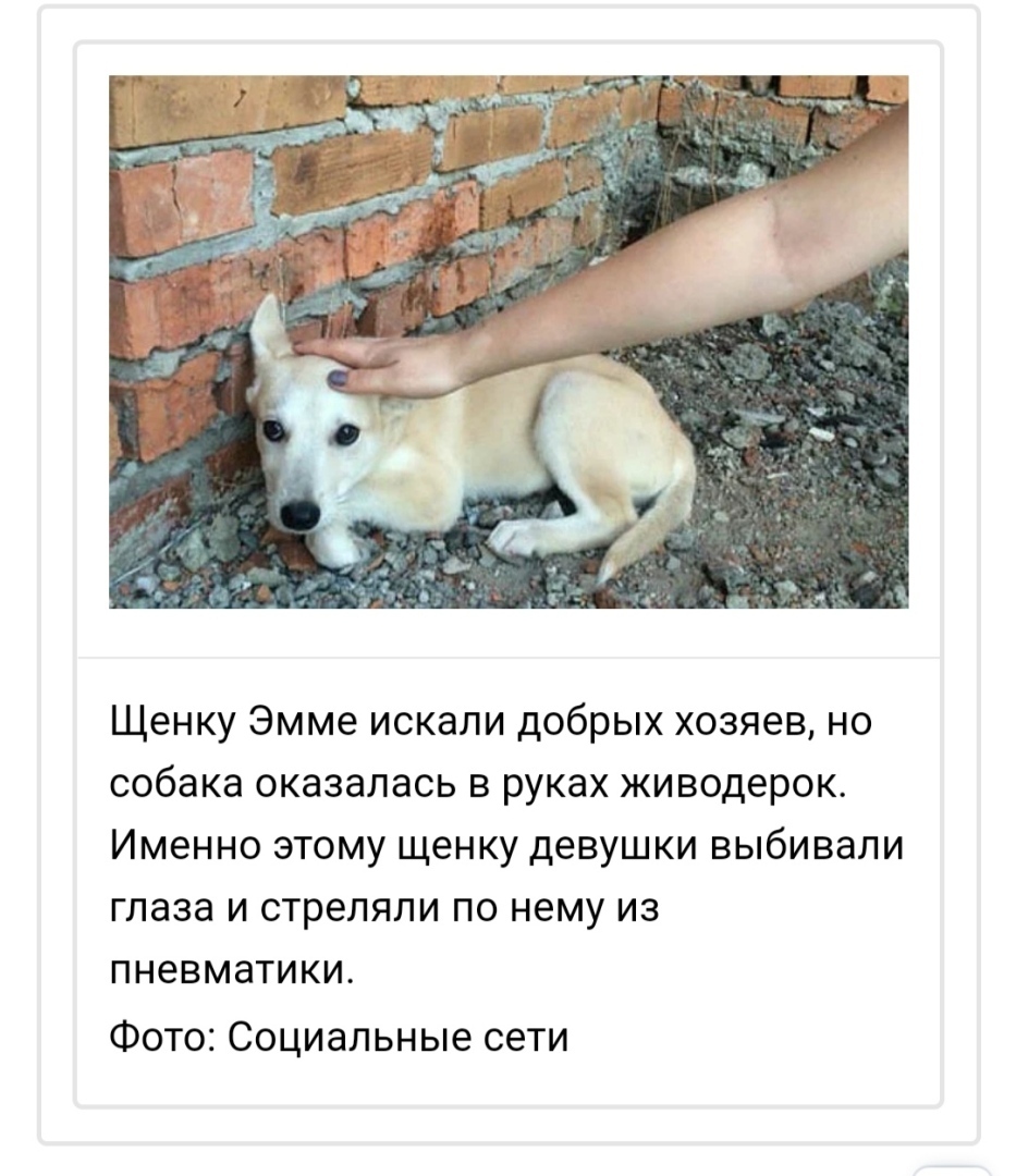 Люди против жЫвотных: два года за котов и 8 тысяч за собаку