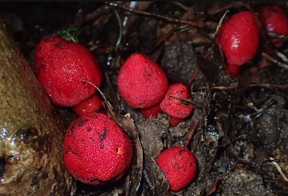 Как редкие островные кролики выполняют приказы растений-паразитов