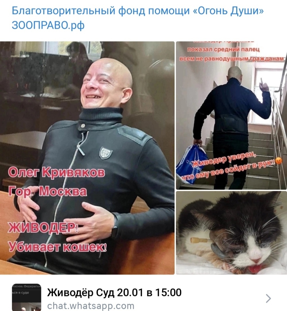 Люди против жЫвотных: два года за котов и 8 тысяч за собаку