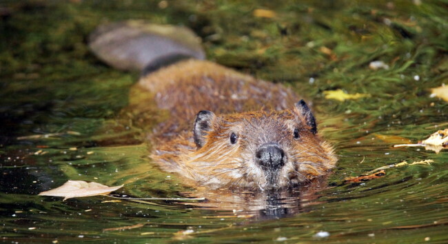 Когда бобры строят мосты, а кабаны раскапывают города...