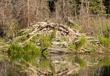 Когда бобры строят мосты, а кабаны раскапывают города...