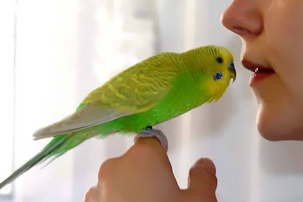 Можно ли научить разговаривать попугая