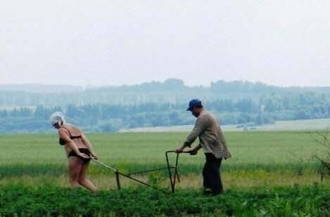 Как стать фермером, получив от государства участок под личное подсобное хозяйство ( ЛПХ )