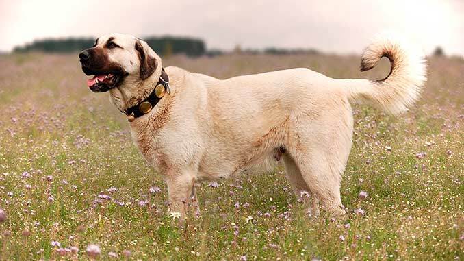 Кангалу не страшна стая волков.