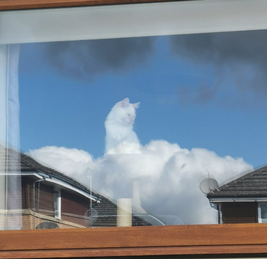 Кот случайно стал богом и стал вирусным