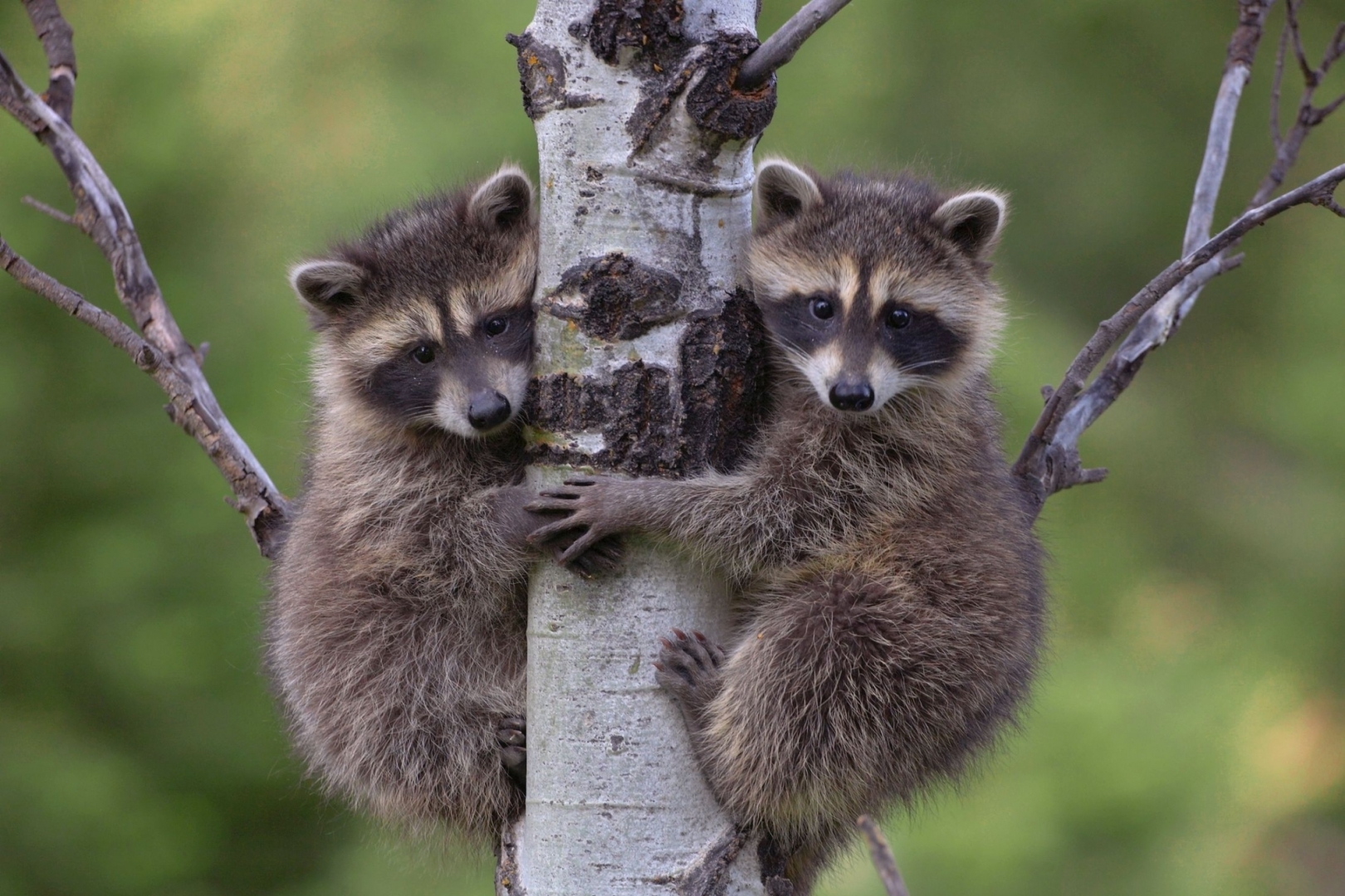 Еноты - это дальние родственники медведей.
