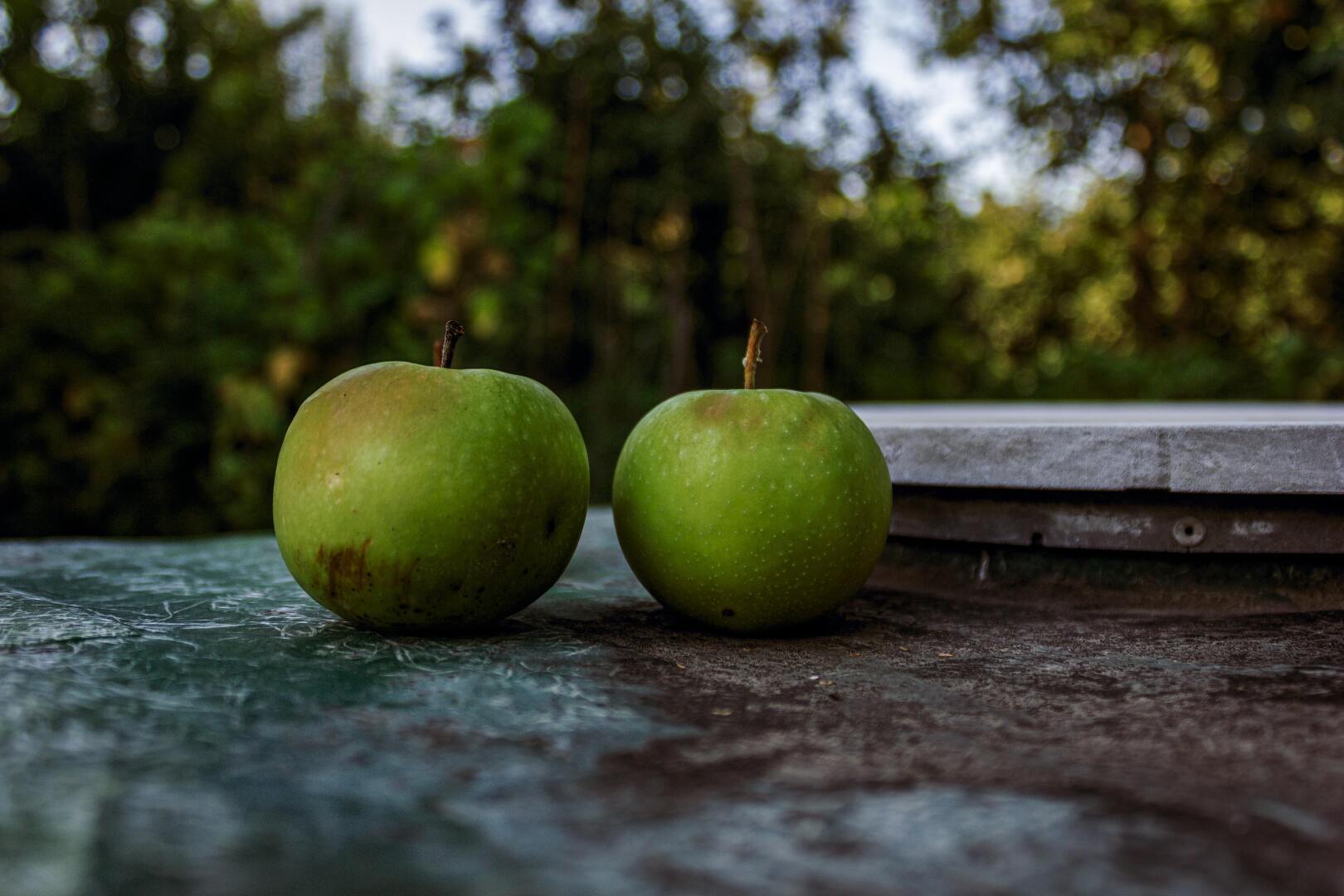 Почему плоды у яблони становятся меньше ?