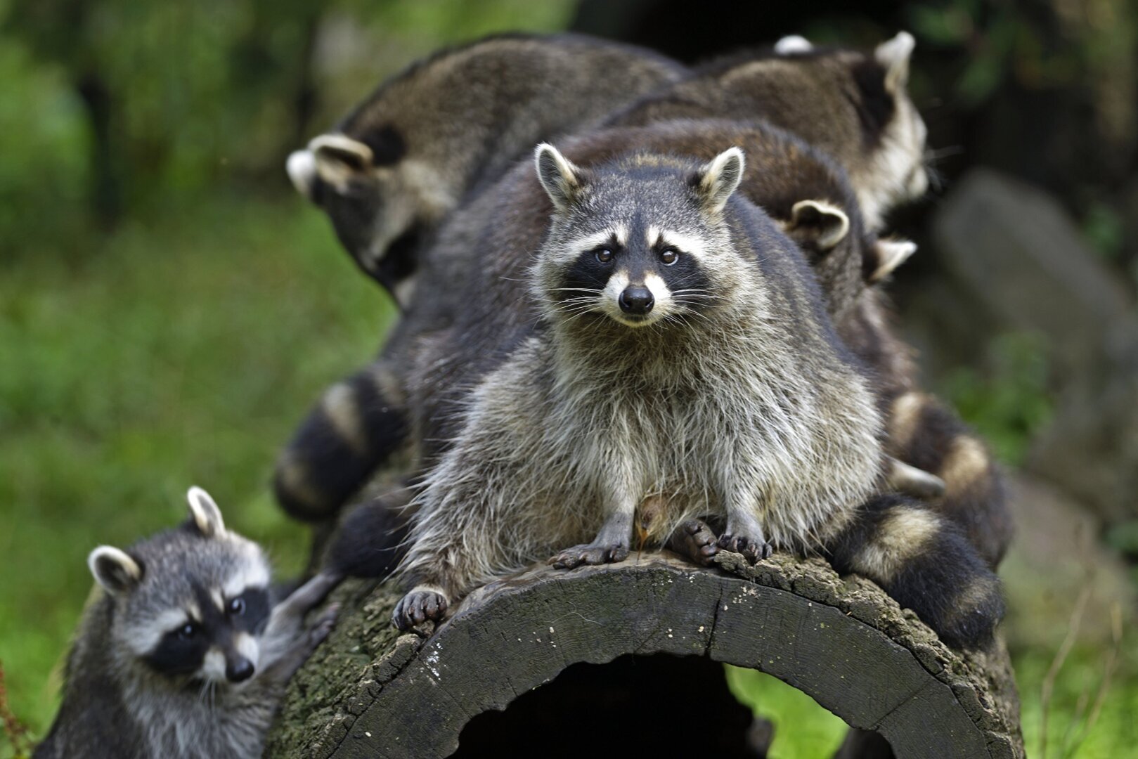 Еноты - это дальние родственники медведей.