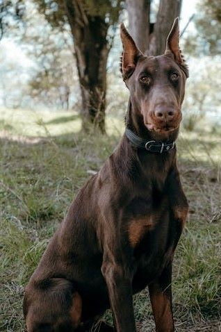 Пять полезных служебных собак.