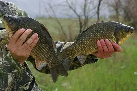 Как поймать карася.