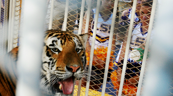 Живой талисман ЛГУ ТИГР возвращается в освещенный солнцем вольер через день после лечения рака