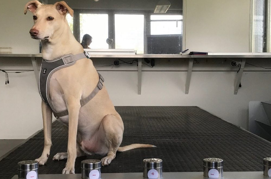 Самые милые нарушители правил, связанные с коронавирусом