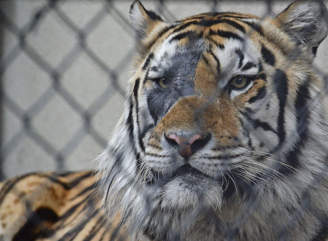 Живой талисман ЛГУ ТИГР возвращается в освещенный солнцем вольер через день после лечения рака