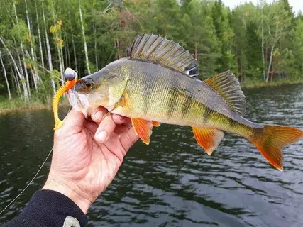 Весенний лов окуня.