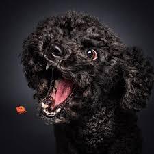 Причины агрессии у собак к другим собакам и людям?