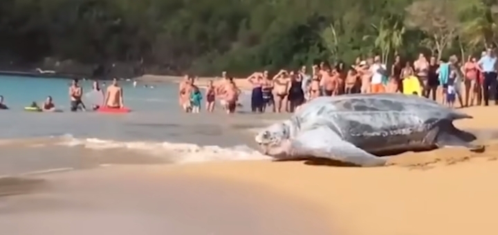 Очень большая черепаха весом с тонну.