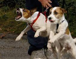 Причины агрессии у собак к другим собакам и людям?