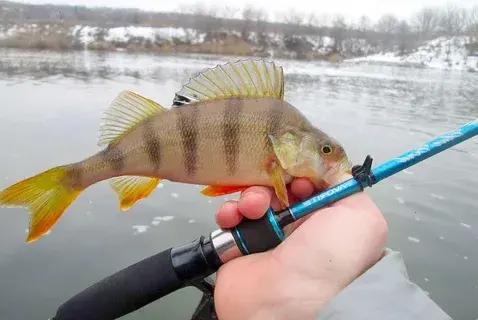 Весенний лов окуня.